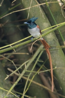 Indian Paradise Flycatcher-181126-114ND500-FYP_1481-W.jpg