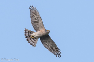 Japanese Sparrowhawk-180323-108ND500-FYP_6509-W.jpg