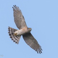 Japanese_Sparrowhawk-180323-108ND500-FYP_6509-W.jpg