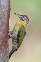 Laced Woodpecker-110306-100EOS1D-FYAP7814-W.jpg