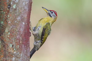 Laced Woodpecker-110306-100EOS1D-FYAP7826-W.jpg