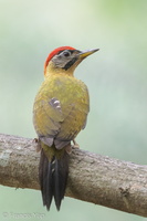 Laced Woodpecker-220228-105CANON-FY5R8778-W.jpg