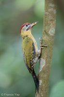 Laced Woodpecker-220420-146MSDCF-FRY04666-W.jpg