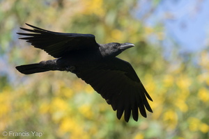 Large-billed Crow-220128-137MSDCF-FRY08843-W.jpg