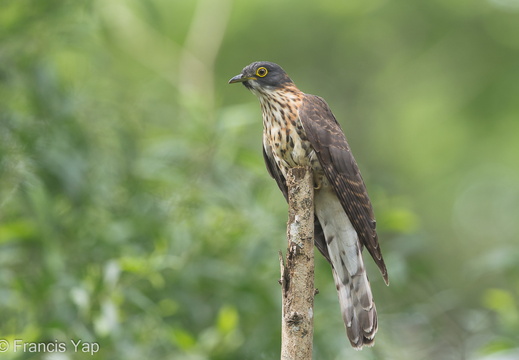 Large Hawk-Cuckoo