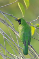 Lesser Green Leafbird-170517-100ND500-FYP_2541-W.jpg