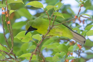 Lesser Green Leafbird-190112-115ND500-FYP_0194-W.jpg