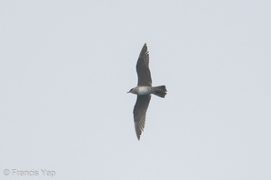 Long-tailed Jaeger-181014-111ND500-FYP_6421-W.jpg