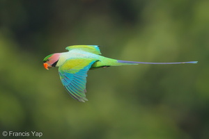 Long-tailed Parakeet-190626-118ND500-FYP_0202-W.jpg