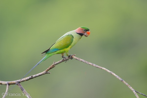 Long-tailed Parakeet-190705-118ND500-FYP_1390-W.jpg