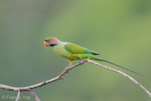 Long-tailed Parakeet-190705-118ND500-FYP_1431-W.jpg