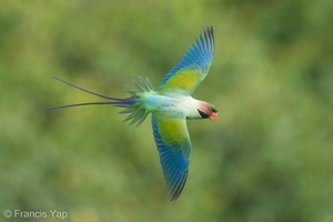 Long-tailed Parakeet-220610-148MSDCF-FYP04367-W.jpg