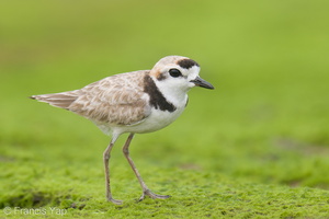 Malaysian Plover-210612-113MSDCF-FRY09141-W.jpg