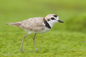 Malaysian Plover-210612-113MSDCF-FRY09378-W.jpg