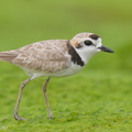 Malaysian_Plover-210612-113MSDCF-FRY09378-W.jpg