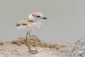 Malaysian Plover-210704-115MSDCF-FRY09026-W.jpg