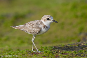 Malaysian Plover-210912-120MSDCF-FRY02570-W.jpg