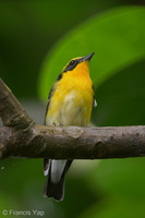 Narcissus Flycatcher-201204-104CANON-FY5R9482-W.jpg