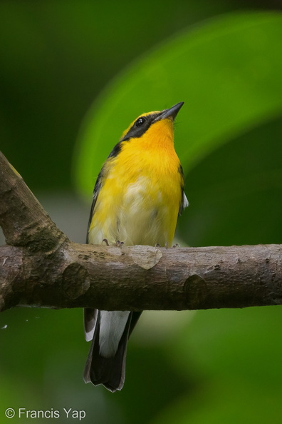 Narcissus_Flycatcher-201204-104CANON-FY5R9482-W.jpg