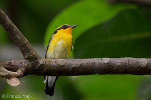 Narcissus Flycatcher-201204-104CANON-FY5R9538-W.jpg