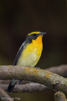 Narcissus Flycatcher-201206-105CANON-FY5R0697-W.jpg