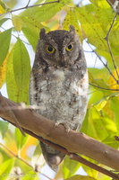Oriental Scops Owl-170111-109EOS1D-F1X20989-W.jpg