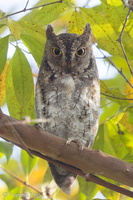 Oriental Scops Owl-170111-109EOS1D-F1X21245-W.jpg