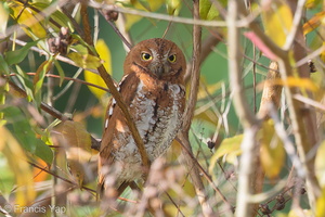 Oriental Scops Owl-170111-109EOS1D-F1X21852-W.jpg