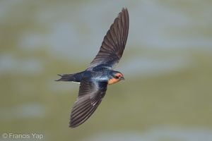 Pacific Swallow-180311-107ND500-FYP_9905-W.jpg
