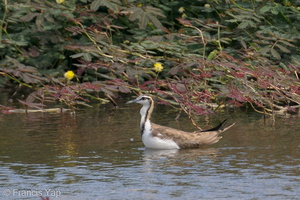 Pheasant-tailed Jacana-201206-127MSDCF-FYP02611-W.jpg