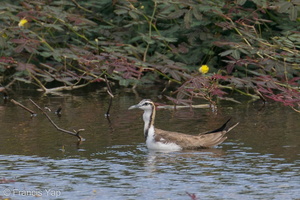 Pheasant-tailed Jacana-201206-127MSDCF-FYP02649-W.jpg
