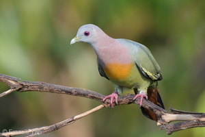 Pink-necked Green Pigeon-160512-100EOS1D-F1X22914-W.jpg