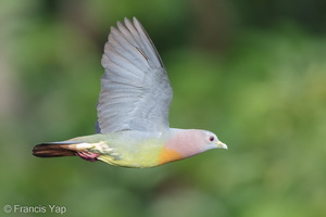 Pink-necked Green Pigeon-160629-101EOS1D-F1X26601-W.jpg