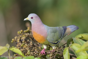 Pink-necked Green Pigeon-160629-101EOS1D-F1X26649-W.jpg