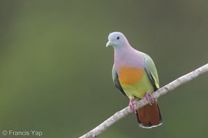 Pink-necked Green Pigeon-170125-109EOS1D-F1X22914-W.jpg