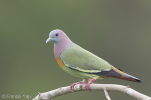 Pink-necked Green Pigeon-170303-109EOS1D-F1X29960-W.jpg