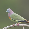 Pink-necked_Green_Pigeon-170303-109EOS1D-F1X29960-W.jpg