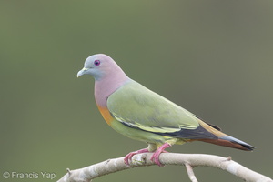 Pink-necked Green Pigeon-170303-109EOS1D-F1X29962-W.jpg