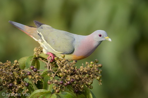 Pink-necked Green Pigeon-170519-100ND500-FYP_2745-W.jpg