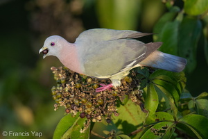 Pink-necked Green Pigeon-170614-111EOS1D-F1X23810-W.jpg