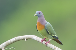 Pink-necked Green Pigeon-180105-115EOS1D-F1X28396-W.jpg