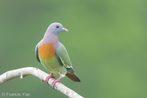 Pink-necked Green Pigeon-180105-115EOS1D-F1X28432-W.jpg