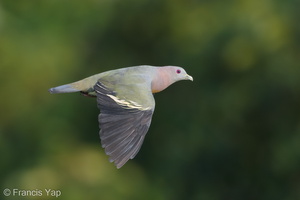 Pink-necked Green Pigeon-180725-110ND500-FYP_4436-W.jpg