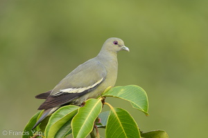 Pink-necked Green Pigeon-200320-113MSDCF-FYP02814-W.jpg