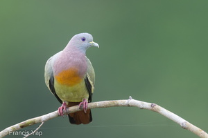Pink-necked Green Pigeon-220706-151MSDCF-FYP04173-W.jpg