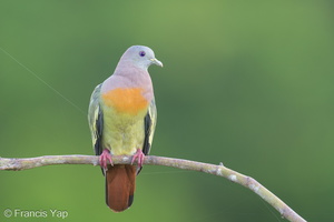 Pink-necked Green Pigeon-230614-206MSDCF-FYP09902-W.jpg