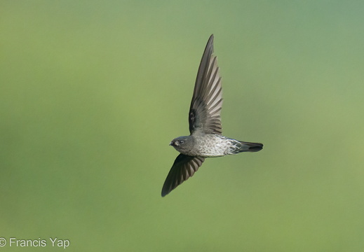 Plume-toed Swiftlet