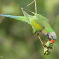 Red-breasted_Parakeet-220101-135MSDCF-FRY03860-W.jpg