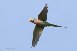 Red-breasted Parakeet-220125-137MSDCF-FRY07191-W.jpg