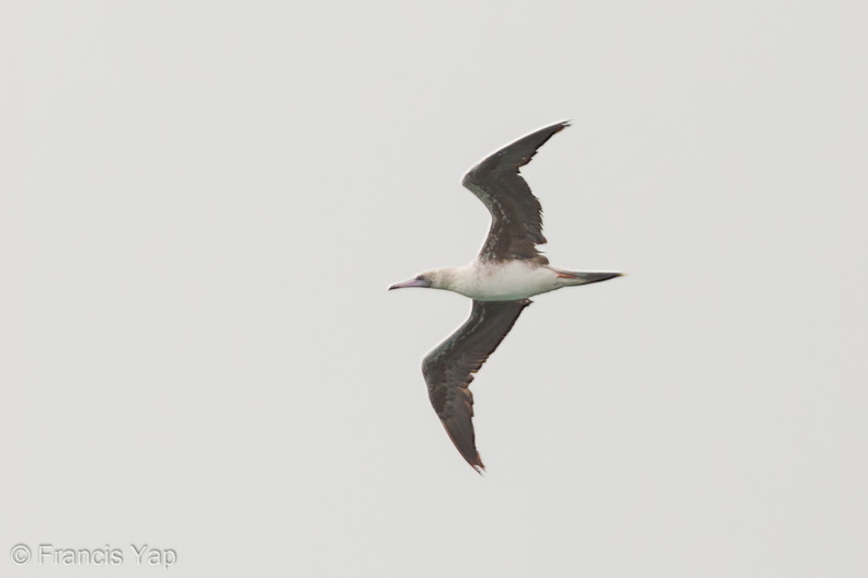 Red-footed_Booby-120513-111EOS1D-FYAP0954-W.jpg